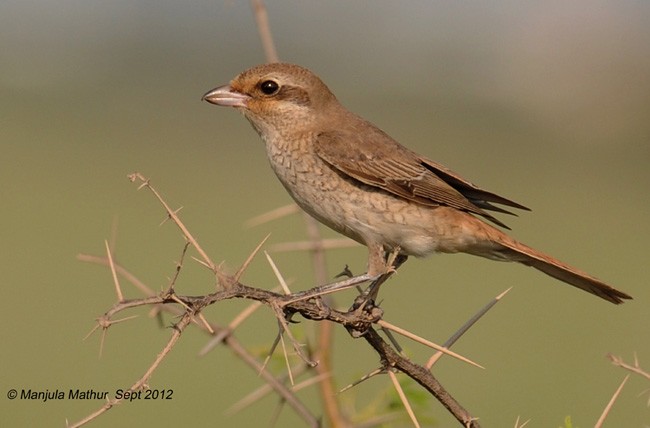 Isabelline Shrike - ML377207721