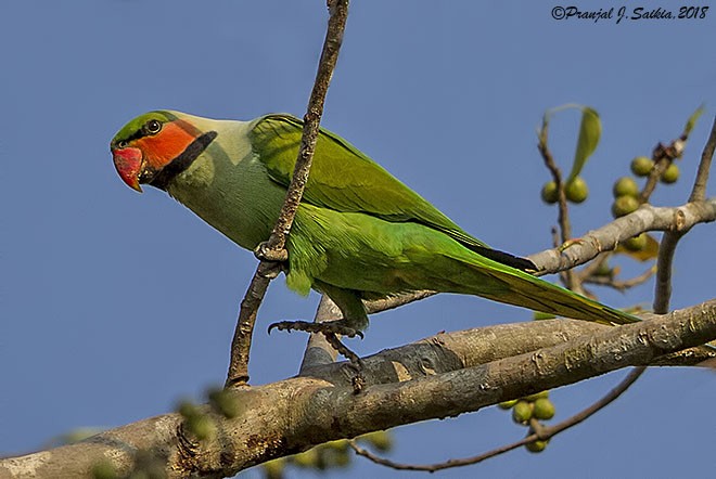 Long-tailed Parakeet (Andaman) - ML377208101
