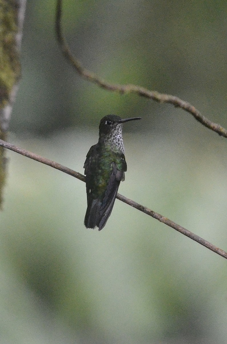 Many-spotted Hummingbird - ML37720811