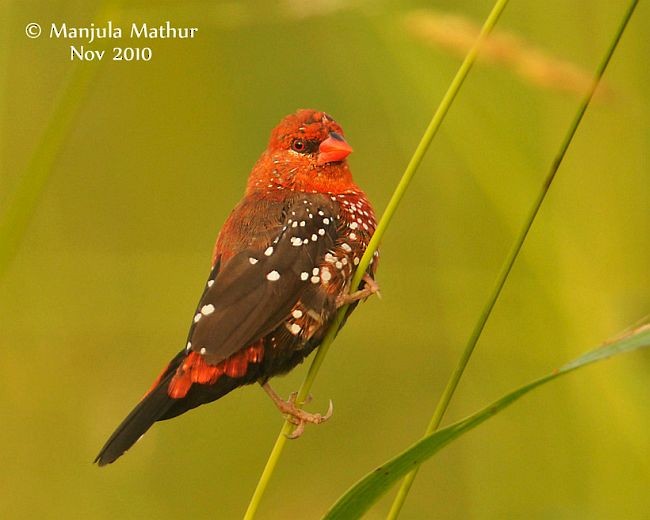 Red Avadavat (Red-bellied) - ML377208461