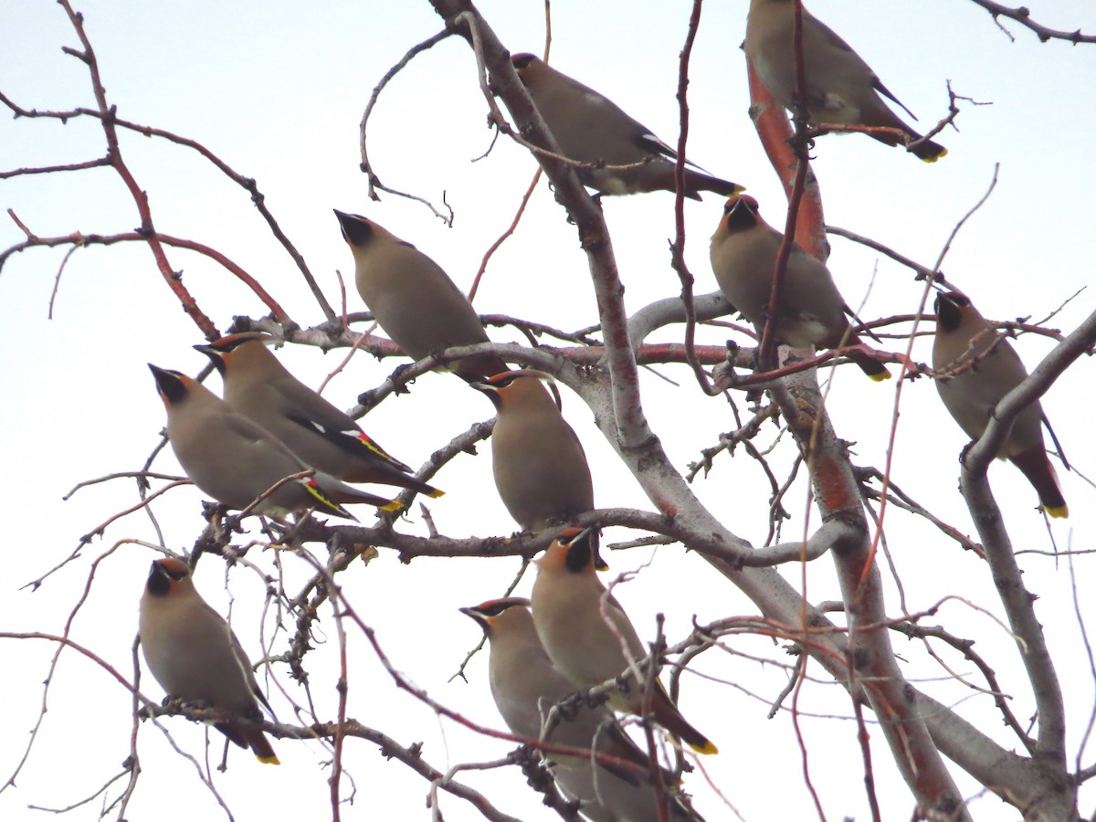 Bohemian Waxwing - Ken Orich