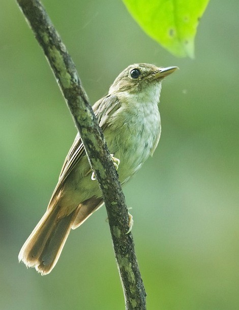 Nicobar Jungle Flycatcher - ML377208811