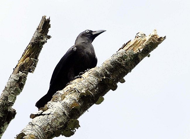 Banggai Crow - ML377208881