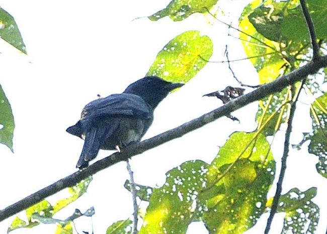 Common Cicadabird (Obi) - Jon Hornbuckle