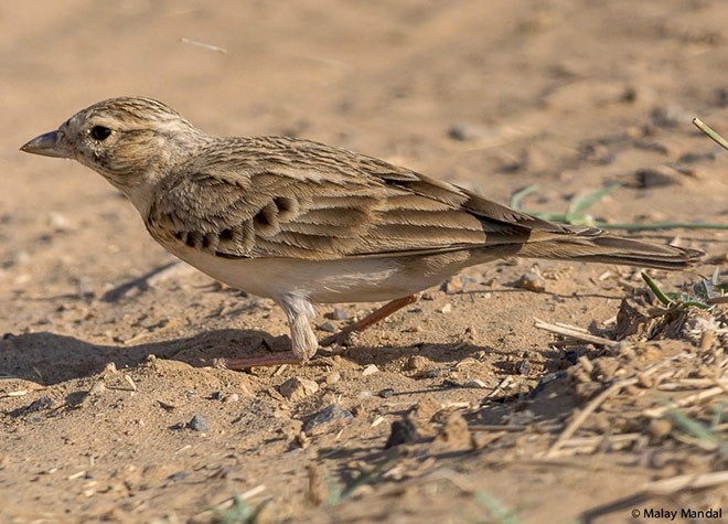 Greater Short-toed Lark - Malay Mandal