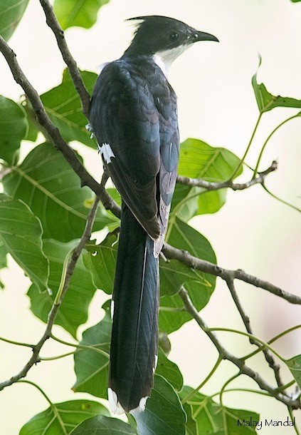 Pied Cuckoo - Malay Mandal