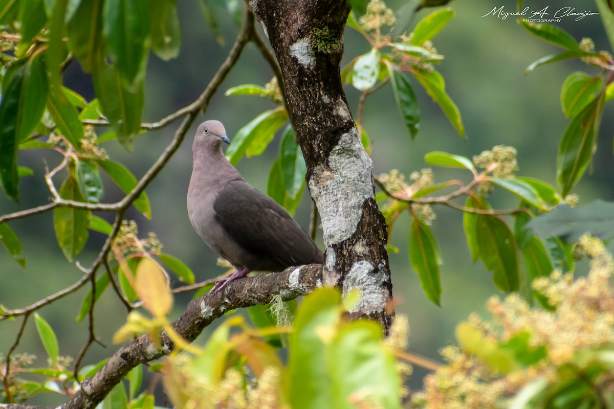 Plumbeous Pigeon - ML377209421