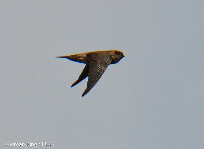 Himalayan Swiftlet - ML377209511