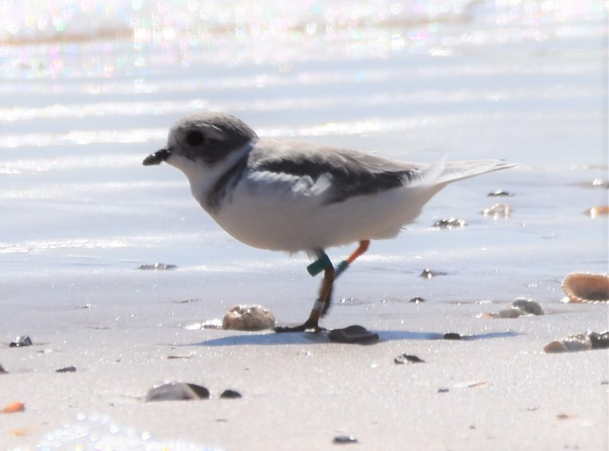 Piping Plover - ML377209551