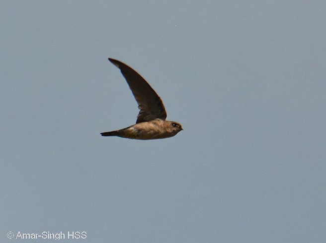 Himalayan Swiftlet - ML377209571