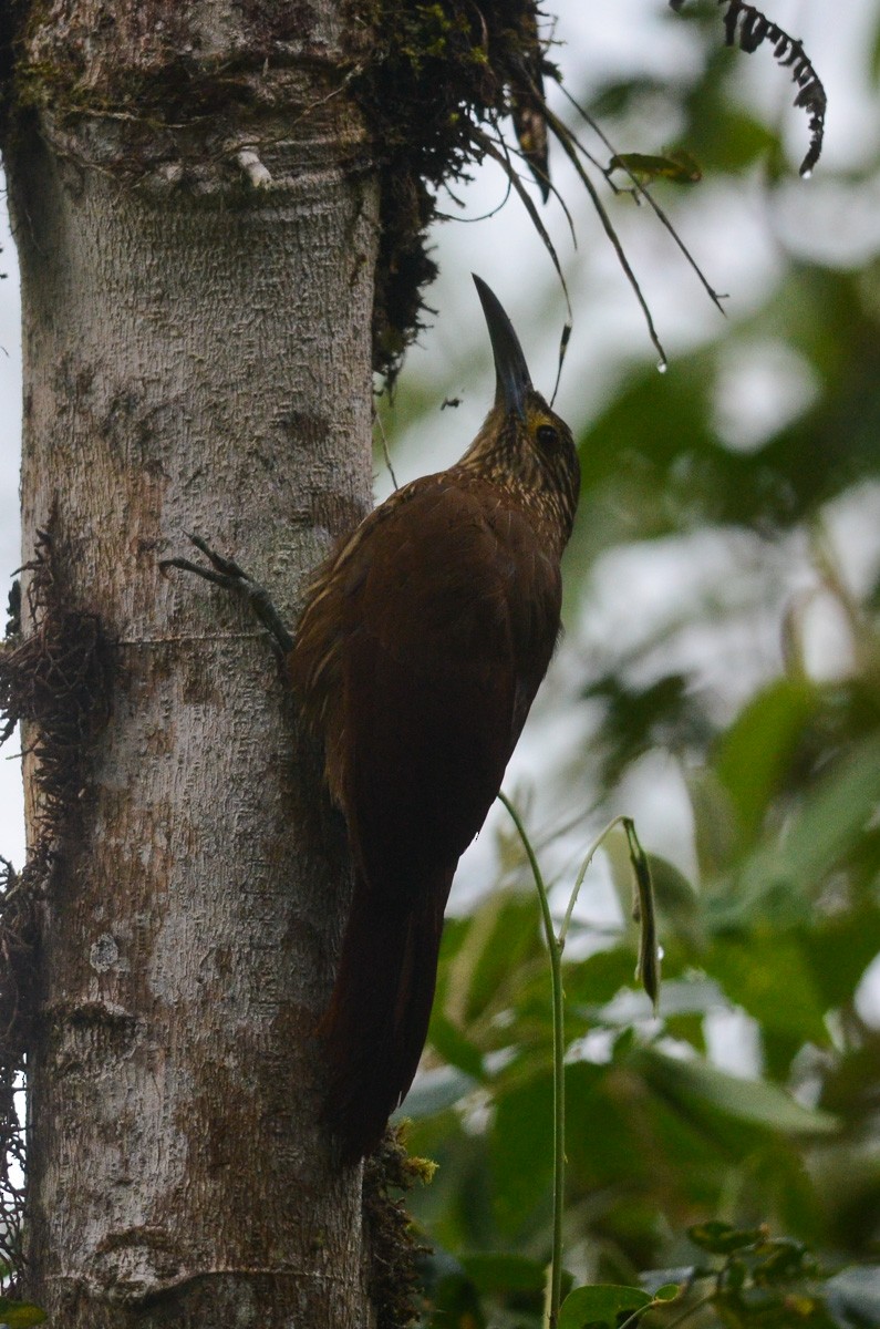 Strong-billed Woodcreeper (Andean/Northern) - ML37720981