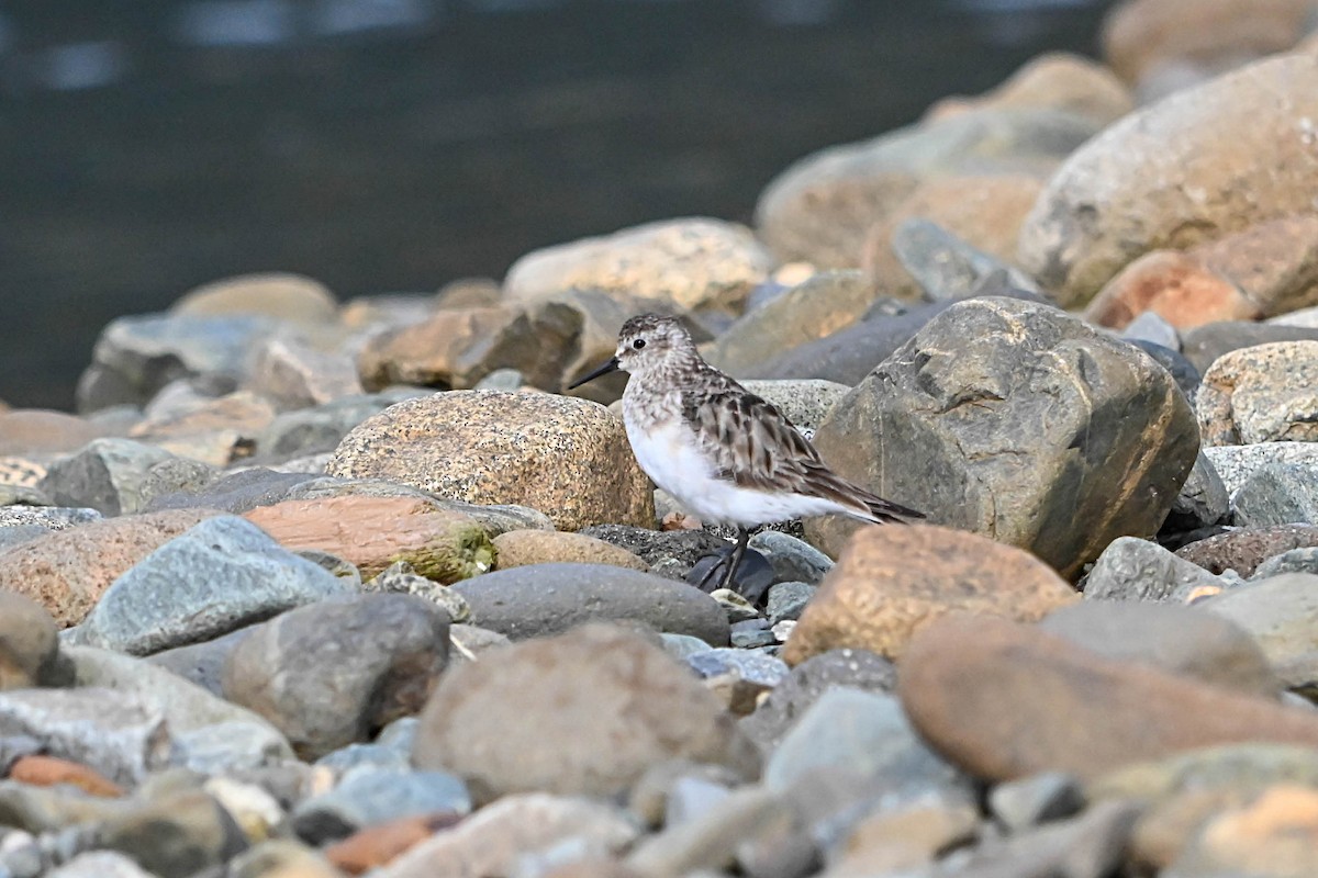 Baird's Sandpiper - ML377210171