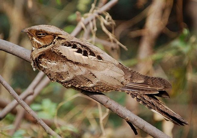 Large-tailed Nightjar - ML377210351