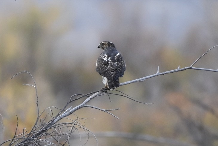 Broad-winged Hawk - ML377211121