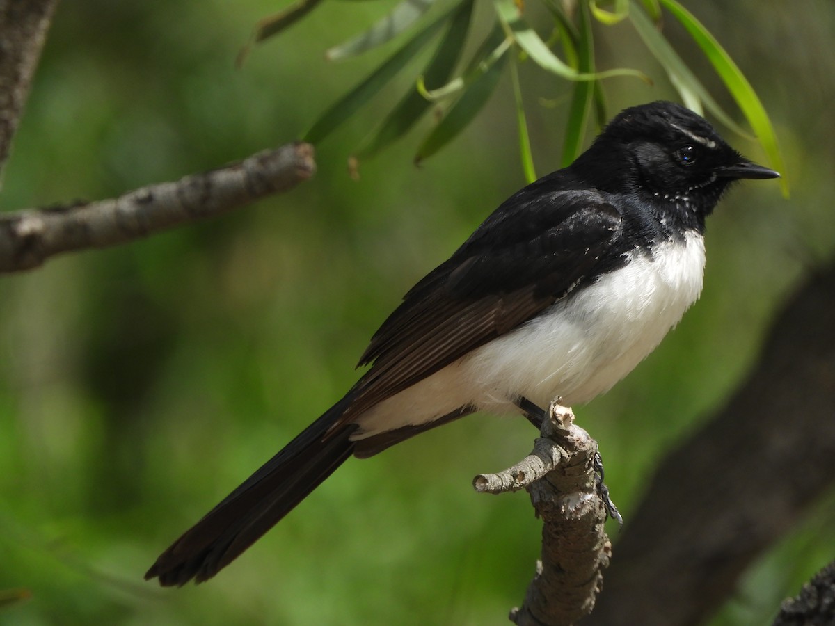 Willie-wagtail - Charles Silveira