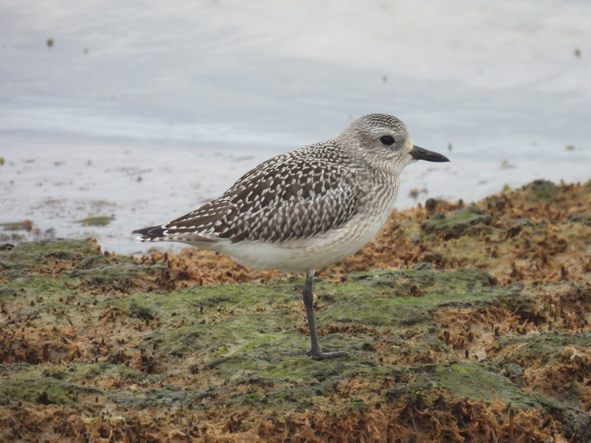 Black-bellied Plover - ML377211971