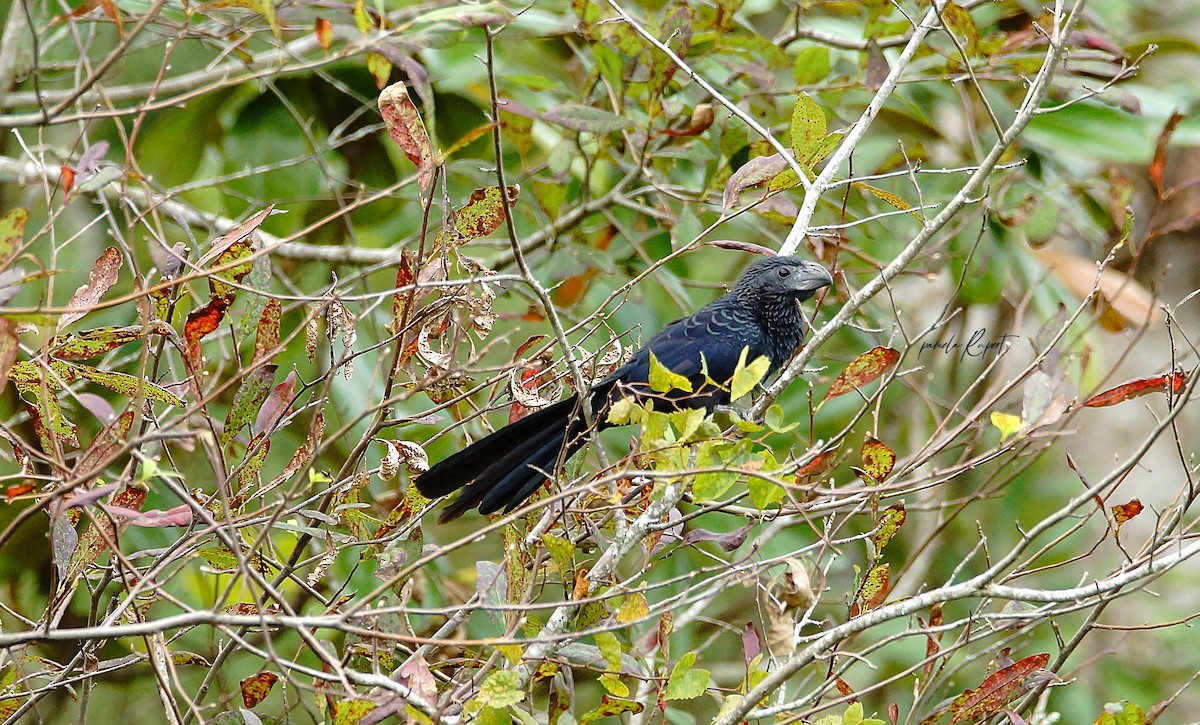 Groove-billed Ani - Pamela Rupert