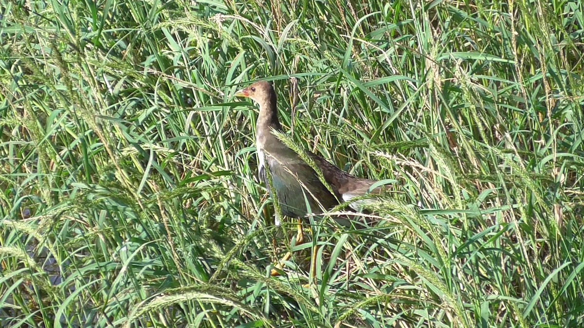 Purple Gallinule - Gustavo Valero