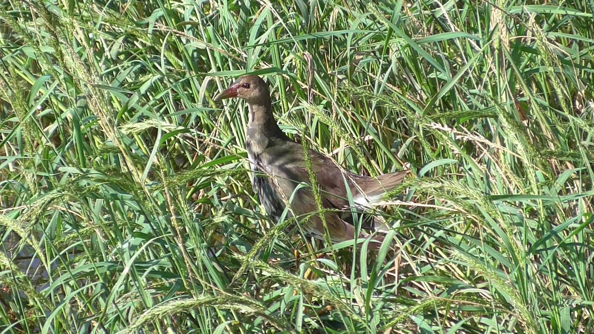 Purple Gallinule - ML37721221