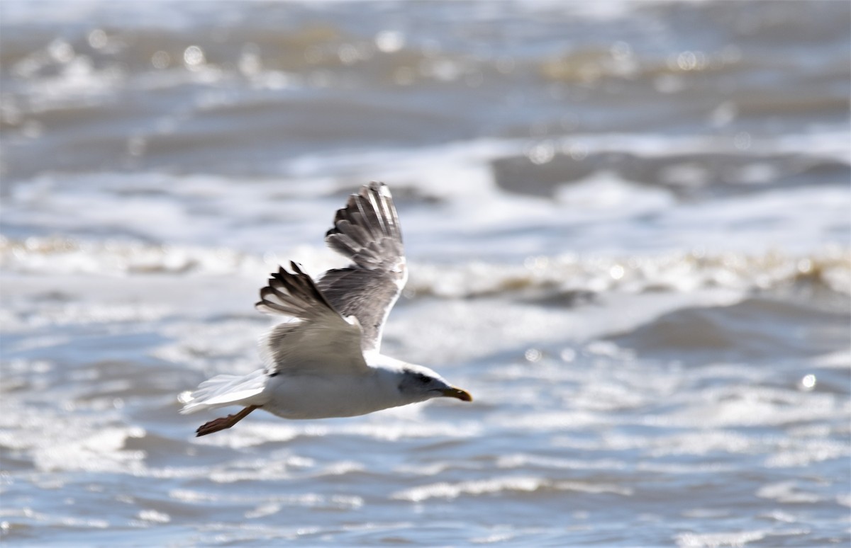 Herring Gull (American) - Greg Jackson