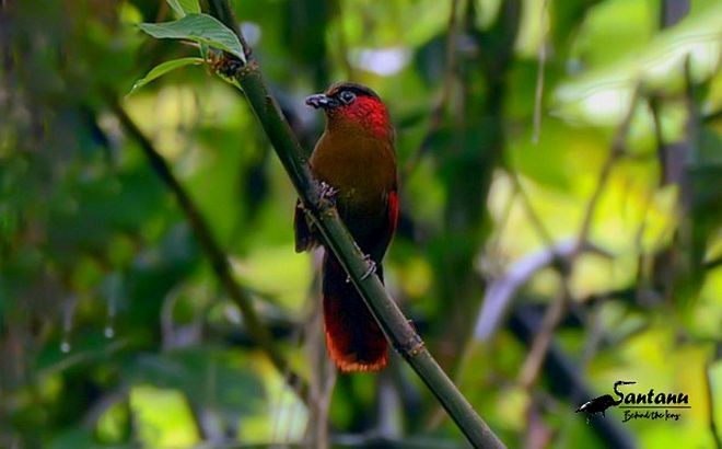 Red-faced Liocichla - ML377212921