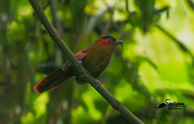 Red-faced Liocichla - ML377212951