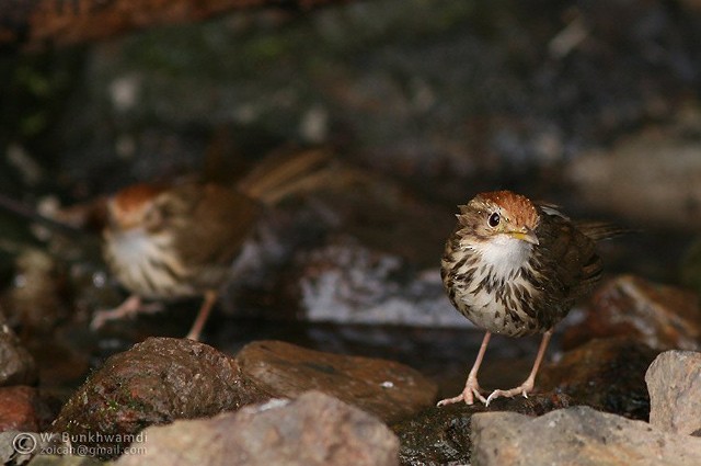 Puff-throated Babbler - ML377213351