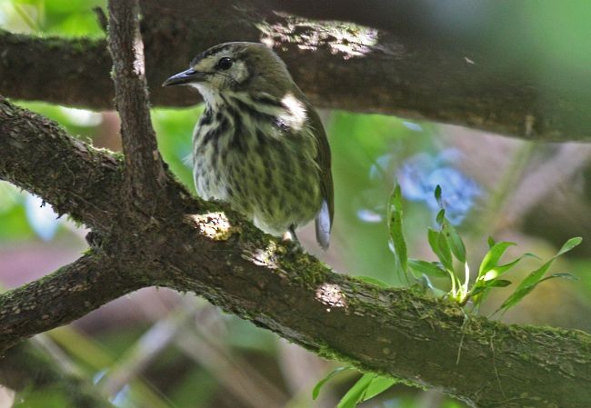 Panay Striped-Babbler - Edward Vercruysse