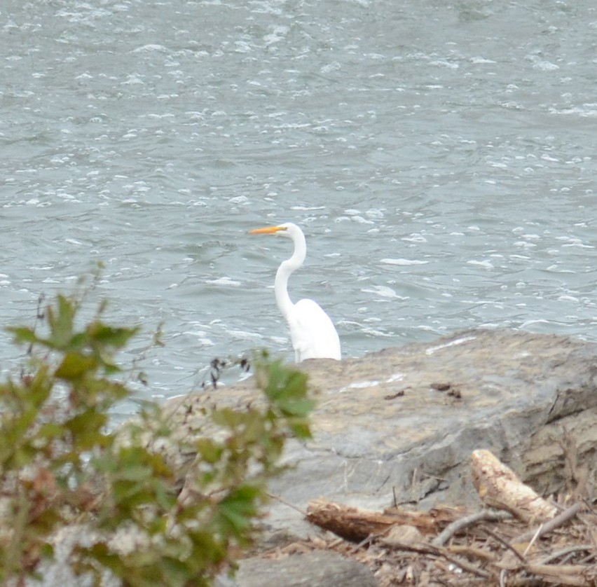 Great Egret - ML377214421