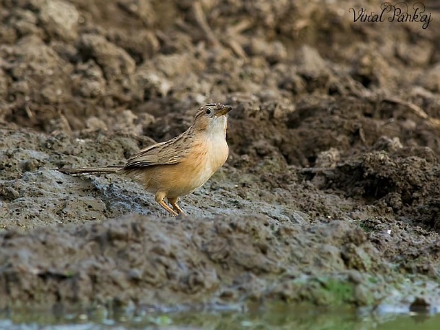 Common Babbler - ML377214651