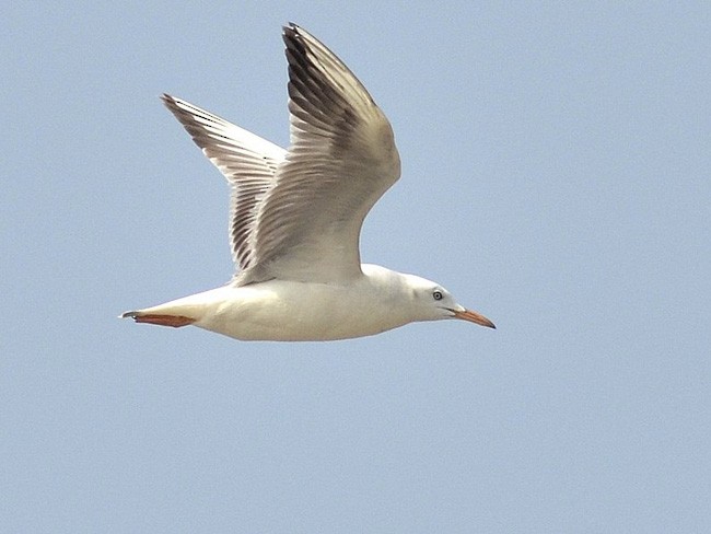 Slender-billed Gull - ML377215521