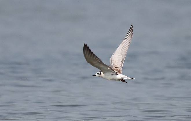 White-winged Tern - ML377216491