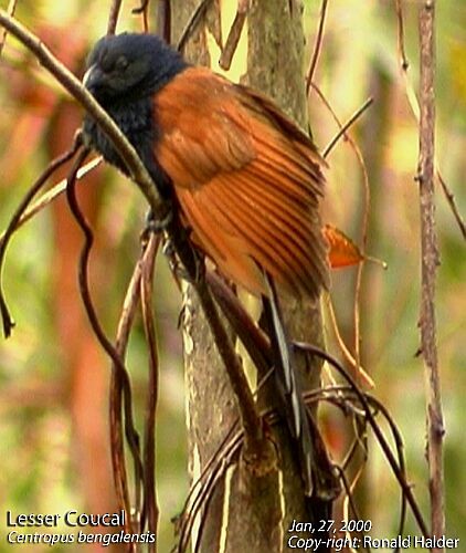 Lesser Coucal - Ronald Halder