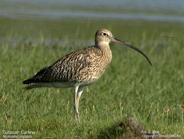 Eurasian Curlew - ML377217701