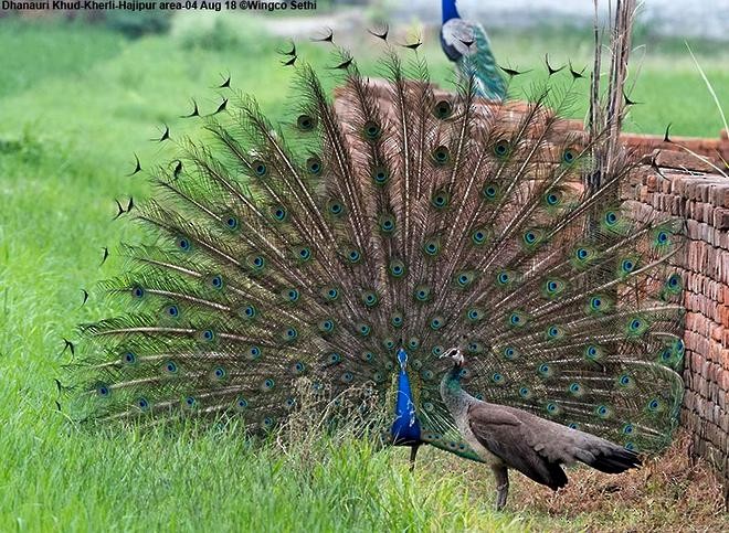 Indian Peafowl - ML377218351