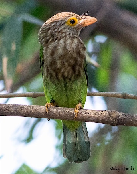 Lineated Barbet - ML377218451