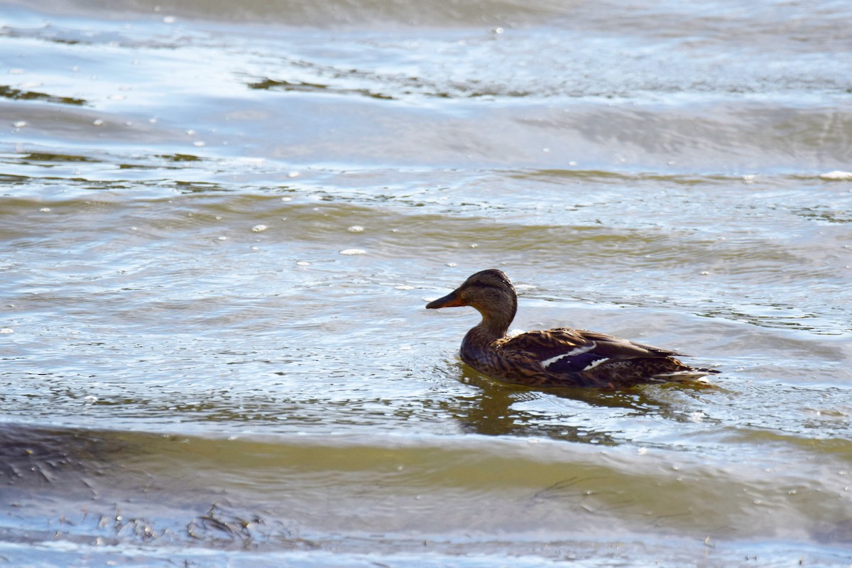 Mallard - Juanfrancisco Cuesta