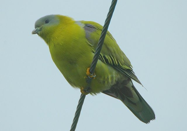 Yellow-footed Green-Pigeon - ML377219281