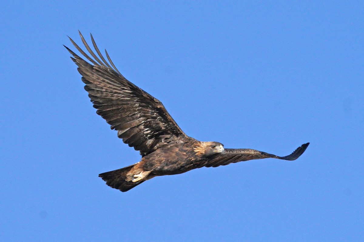 Golden Eagle - Dave Jurasevich
