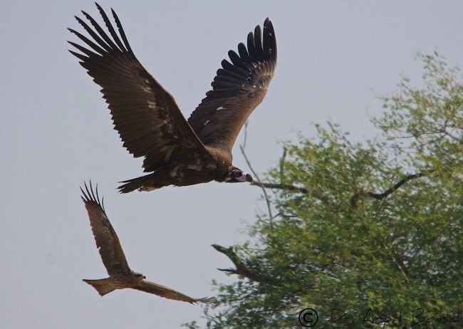 Cinereous Vulture - ML377219961