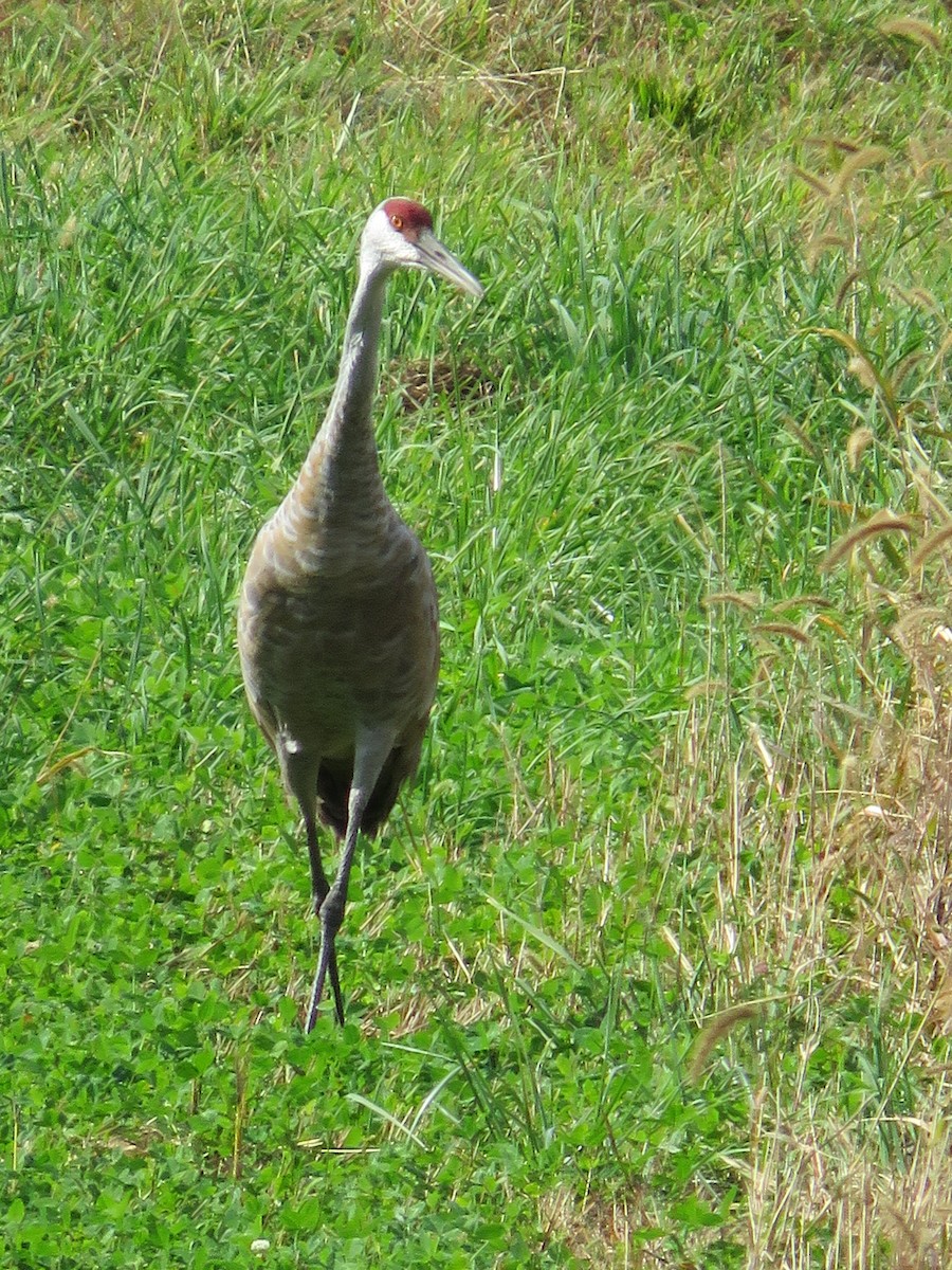 Sandhill Crane - ML377220121