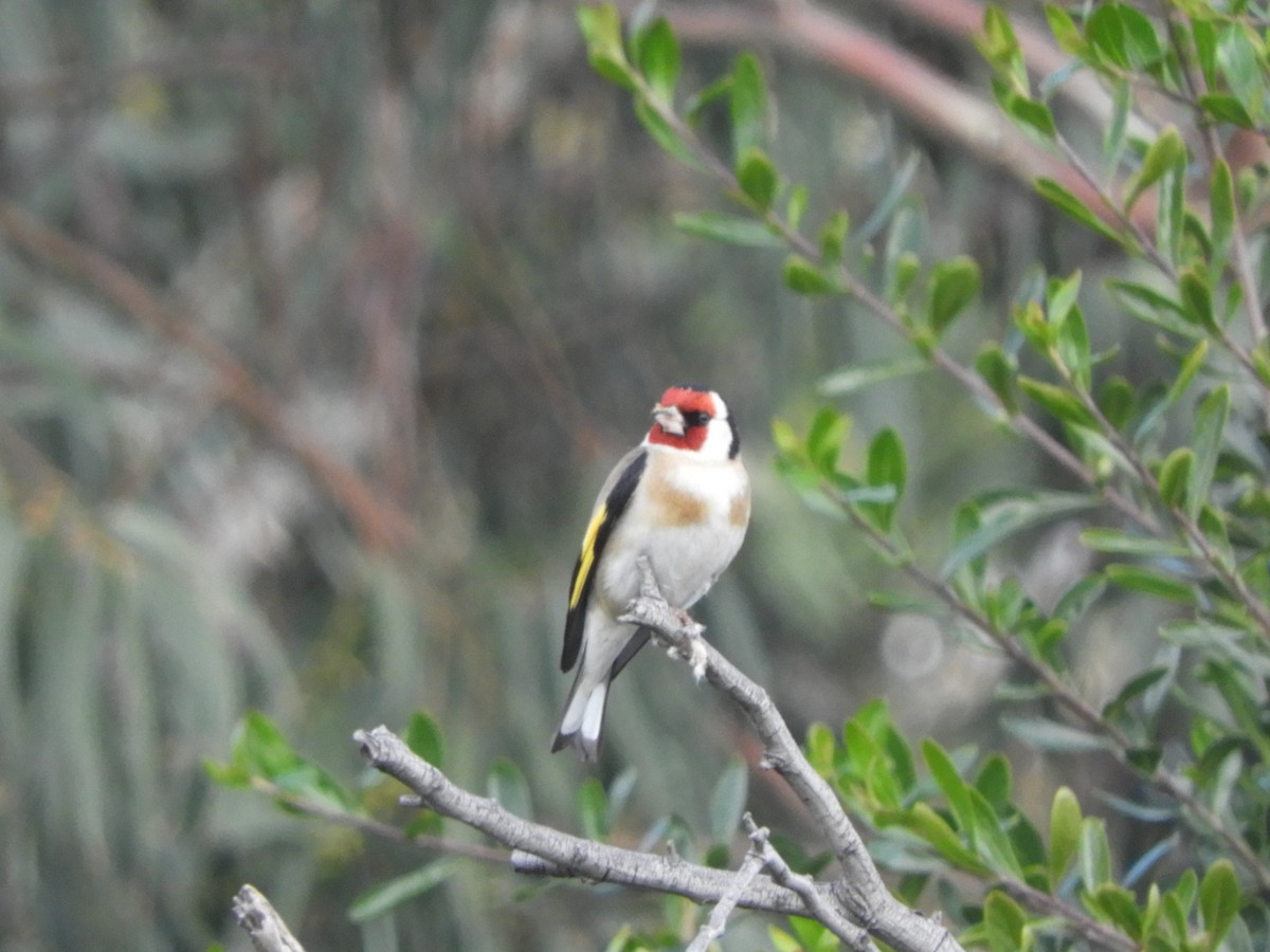 Бор бужирга - ML377220201