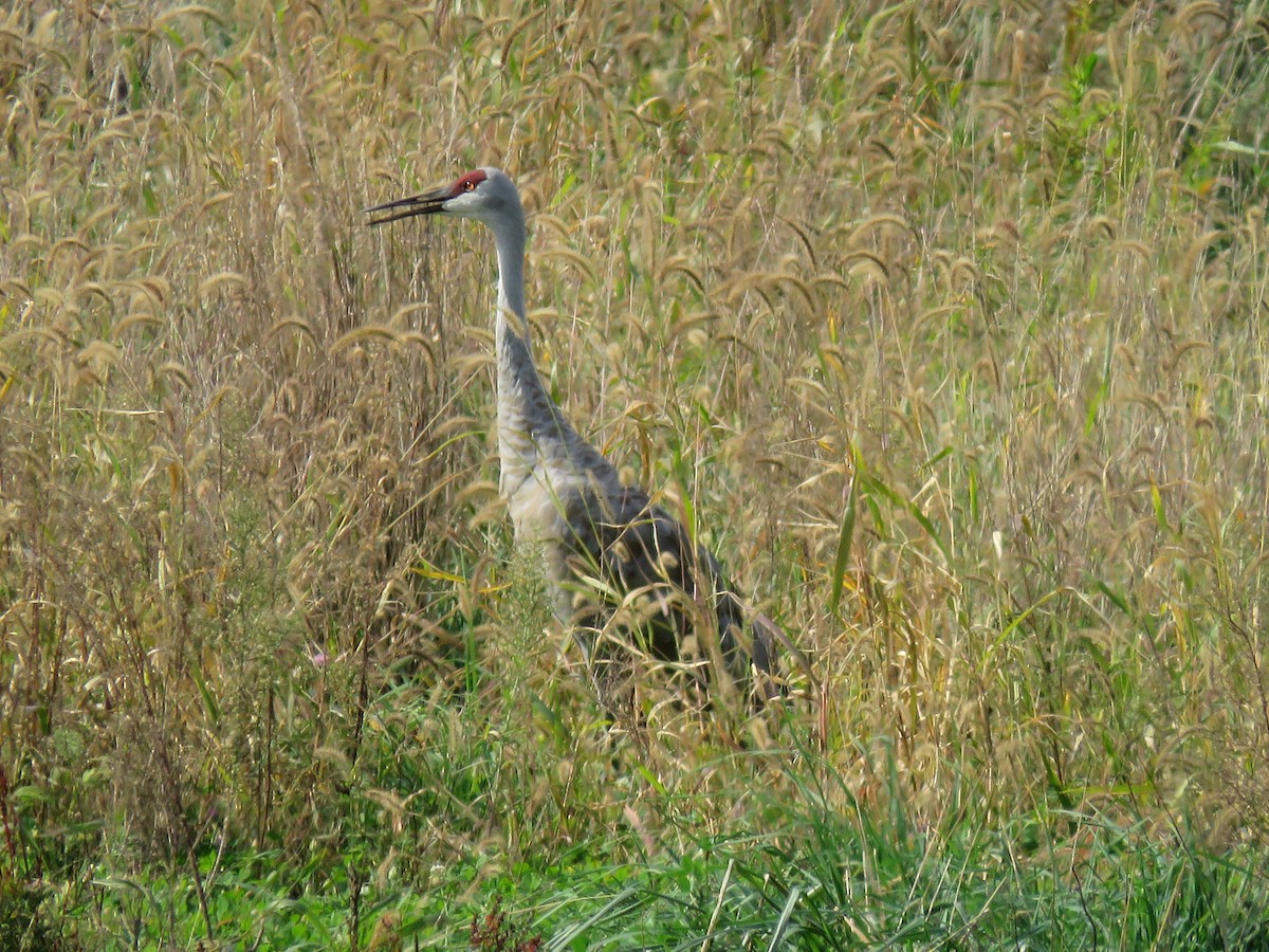 Sandhill Crane - ML377220581