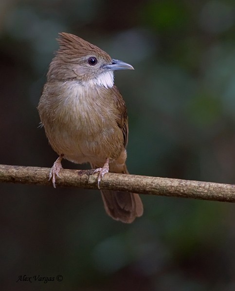 Ochraceous Bulbul - ML377220591