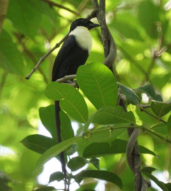 White-necked Myna (Northern) - ML377220841