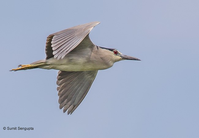 Квак звичайний (підвид nycticorax) - ML377221251