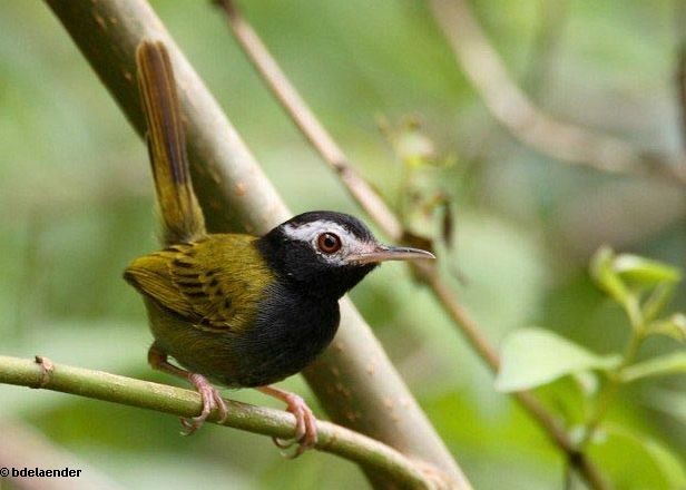 White-browed Tailorbird - ML377221541
