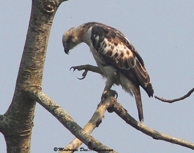 Changeable Hawk-Eagle (Changeable) - Maitreyee Das