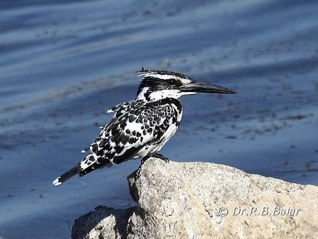 Pied Kingfisher - Dr. Raghavji Balar