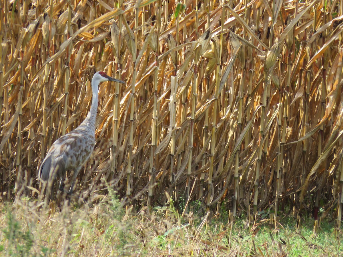 Sandhill Crane - ML377222761